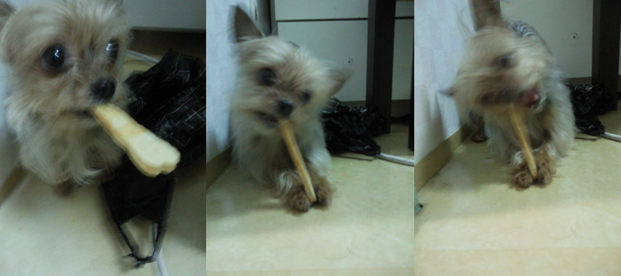 요크셔테리어 여아 (전라북도 익산)제발 찾아주세요