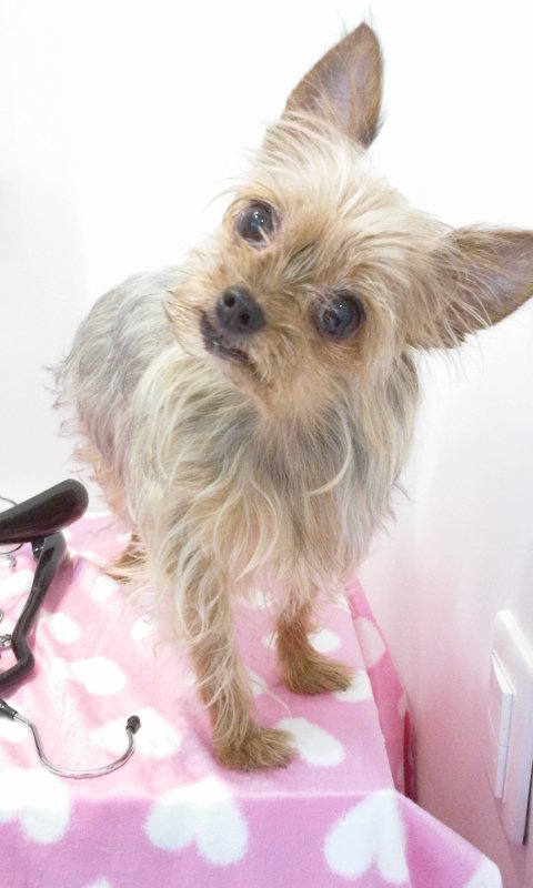 요크셔테리어 여아 (전라북도 익산)제발 찾아주세요