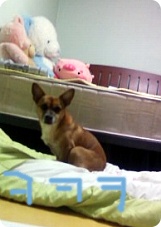 울산광역시 남구 옥동 누렁이를 찾습니다