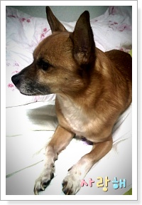 울산광역시 남구 옥동 누렁이를 찾습니다