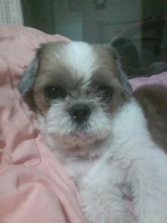 시츄강아지를 찾습니다.