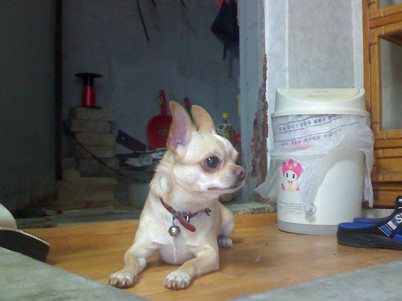 방울이 찾습니다