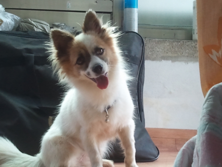 경기도 하남에서 실종된 아롱이를 찾습니다.