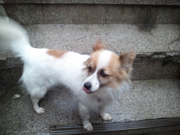 경기도 하남에서 실종된 아롱이를 찾습니다.