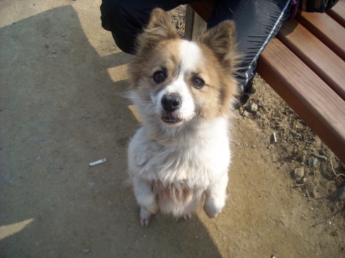 경기도 하남에서 실종된 아롱이를 찾습니다.