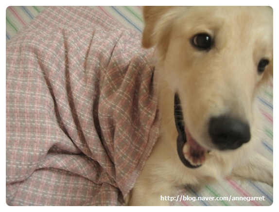 골든리트리버/(사람용)회색잠바