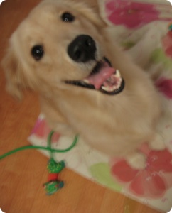 골든리트리버/(사람용)회색잠바