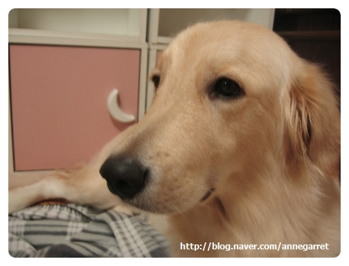 골든리트리버/(사람용)회색잠바