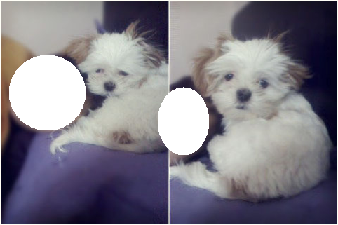 양천구 목동, 강서구 등촌동 근처에서 흰색 강아지를 주웠습니다