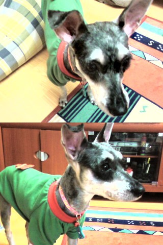 신금호역 일대 슈나우저 여아 찾아요