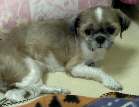 경기도 포천시 송우리- 시츄(여아)보호하고 있습니다.