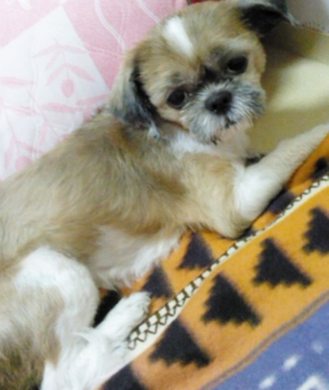 경기도 포천시 송우리- 시츄(여아)보호하고 있습니다.