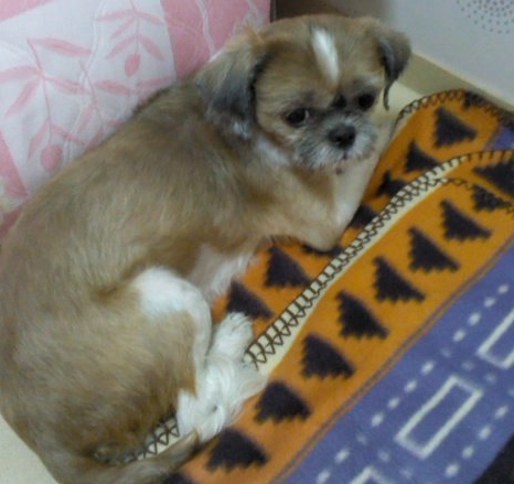 경기도 포천시 송우리- 시츄(여아)보호하고 있습니다.