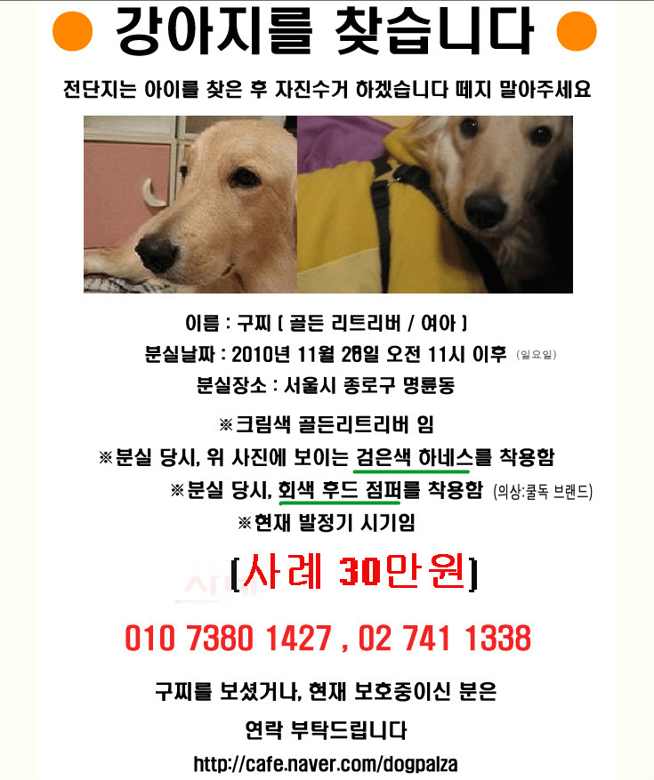 서울에서 골든리트리버를 찾습니다.