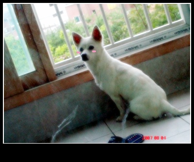 이런 아이 찾아요ㅠ