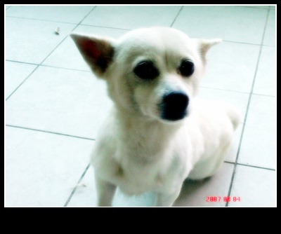 이런 아이 찾아요ㅠ