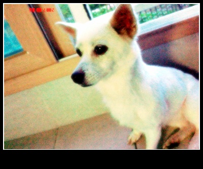 이런 아이 찾아요ㅠ