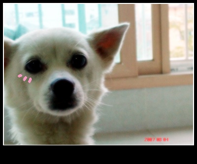 이런 아이 찾아요ㅠ