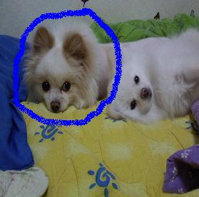 서울시도봉구도봉1동에서 잃어버린 강아지 찾습니다ㅏ.