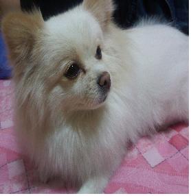 서울시도봉구도봉1동에서 잃어버린 강아지 찾습니다ㅏ.