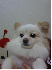 서울시도봉구도봉1동에서 잃어버린 강아지 찾습니다ㅏ.