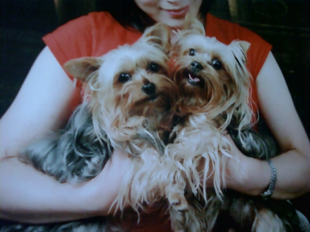 요크셔)쌍둥이 자매 밤비,깜비를 찾습니다