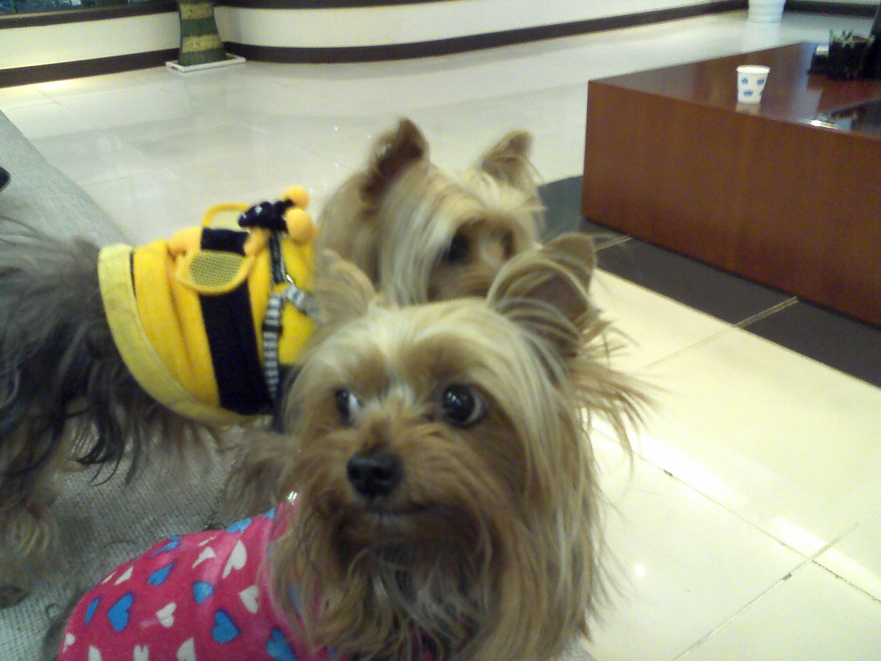 요크셔)쌍둥이 자매 밤비,깜비를 찾습니다