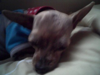 요크셔)쌍둥이 자매 밤비,깜비를 찾습니다