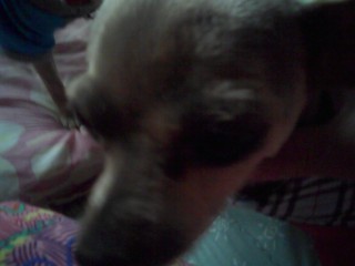 요크셔)쌍둥이 자매 밤비,깜비를 찾습니다