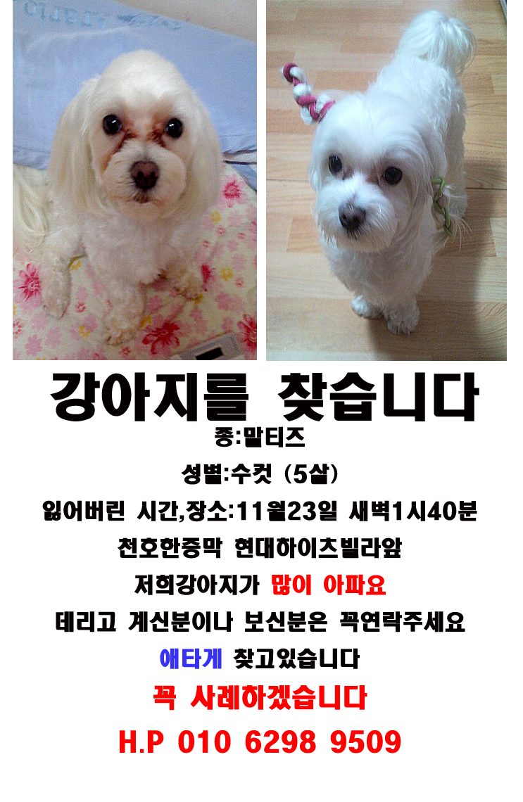 서울시 강동구 천호동 말티즈수컷찾습니다