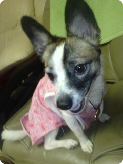 발바리 믹스견 6~7kg 여 중성화 수술 X 해랑이 ㅜㅜ 사례 100만원