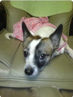 발바리 믹스견 6~7kg 여 중성화 수술 X 해랑이 ㅜㅜ 사례 100만원