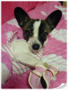 발바리 믹스견 6~7kg 여 중성화 수술 X 해랑이 ㅜㅜ 사례 100만원