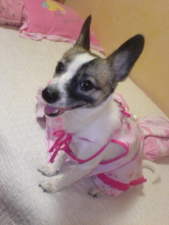 발바리 믹스견 6~7kg 여 중성화 수술 X 해랑이 ㅜㅜ 사례 100만원