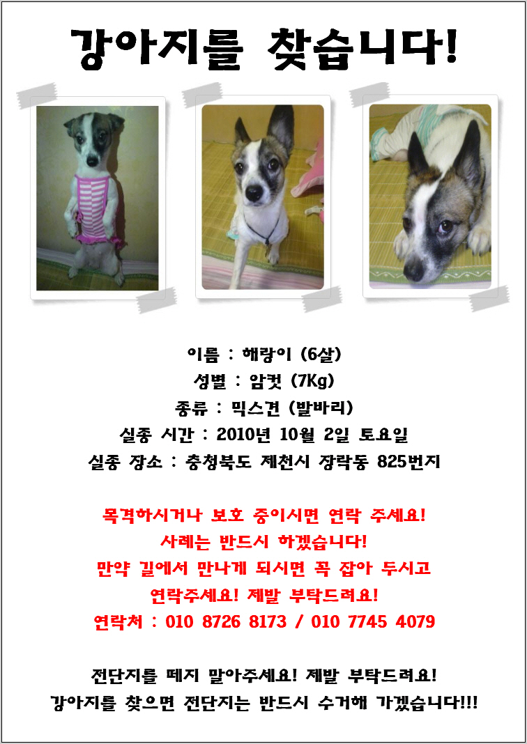 발바리 믹스견 6~7kg 여 중성화 수술 X 해랑이 ㅜㅜ 사례 100만원