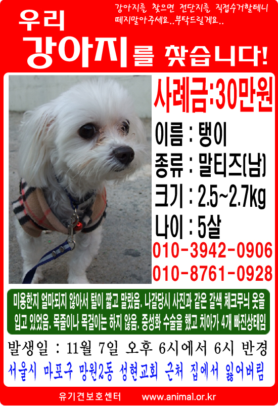 서울시마포구망원동에서 잃어버린 강아지찾아요