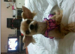 강북구 미아,수유 요크셔테리어 여아 찾아요