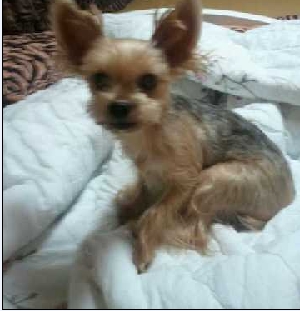 강북구 미아,수유 요크셔테리어 여아 찾아요