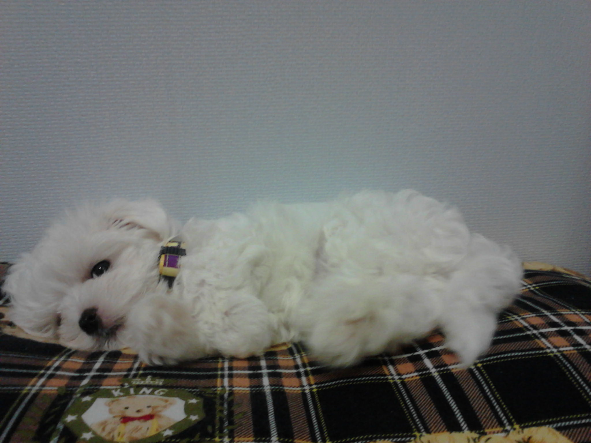 광주 광역시 북구 양산동 말티즈 수컷강아지 찾아요