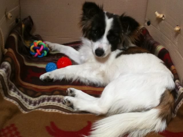 경기도부천이요..강아지찾습니다..!!