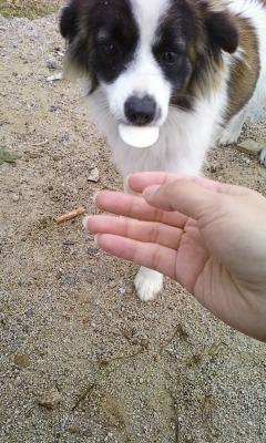 경기도부천이요..강아지찾습니다..!!