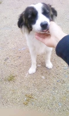 경기도부천이요..강아지찾습니다..!!