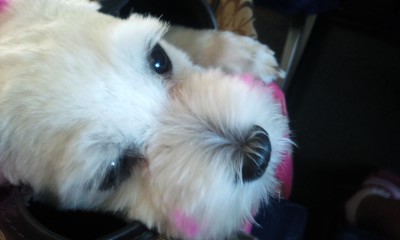 김해장유 무계리앞에서 말티즈를 찾아주세요