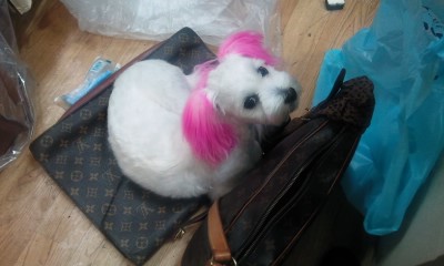 김해장유 무계리앞에서 말티즈를 찾아주세요