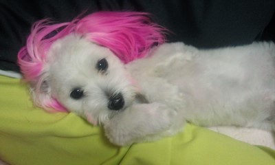 김해장유 무계리앞에서 말티즈를 찾아주세요