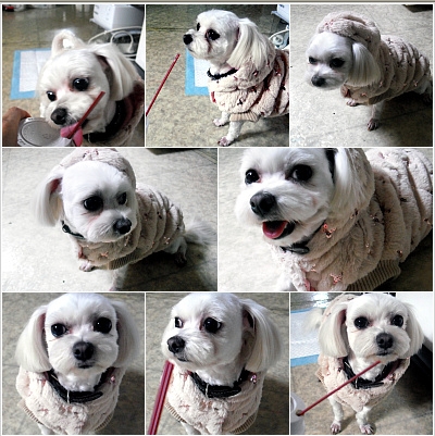 동대문구-흰색말티즈(여)를 찾습니다.