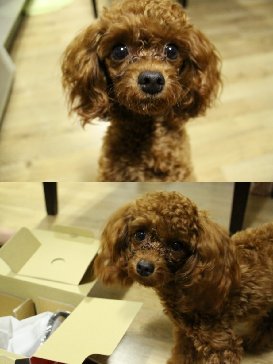 서울시 송파구 장지동 애프리 푸들 여아 찾아요.