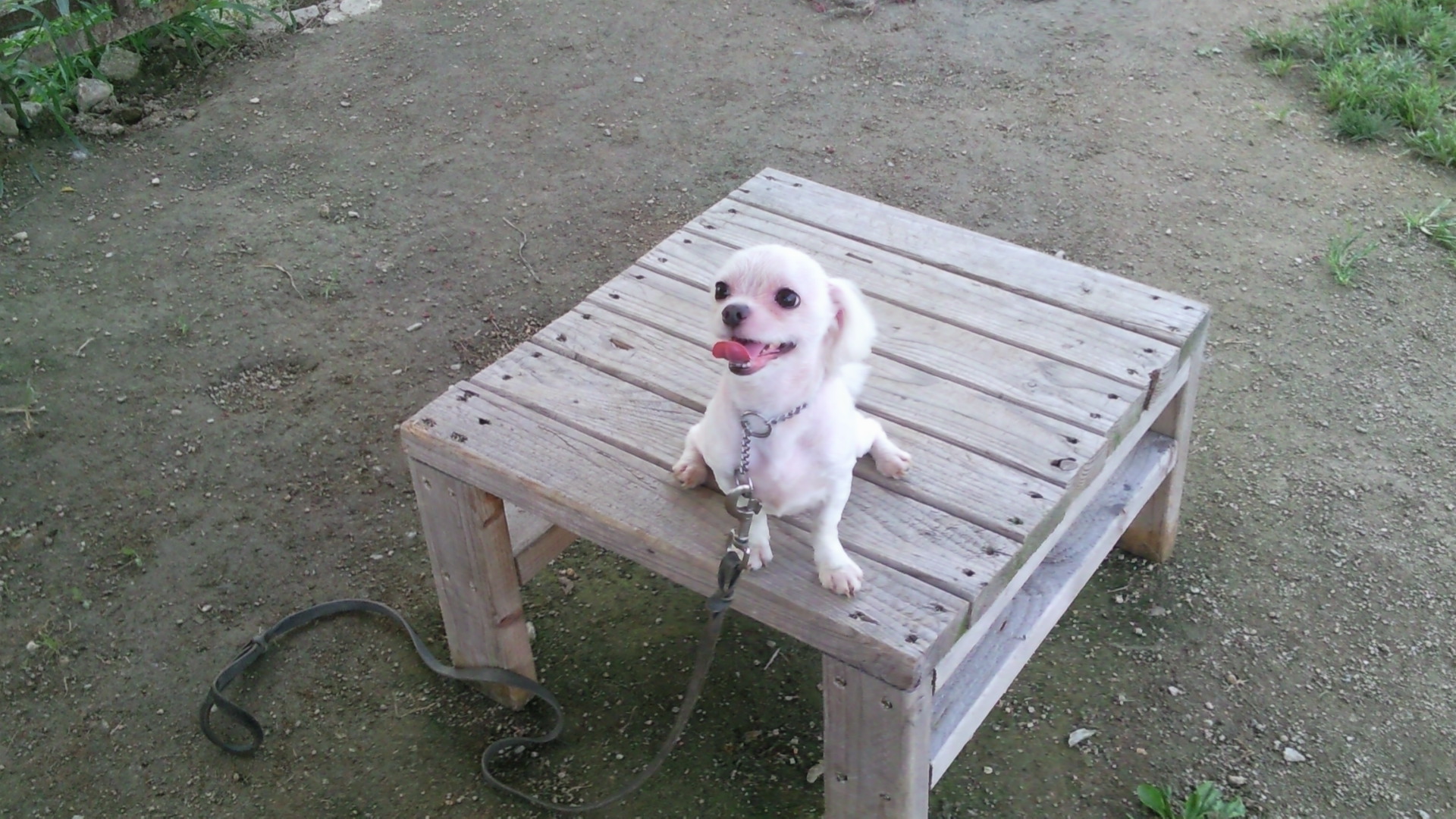 10월 3일 퇴계원에서 잃어버린 말티즈 남아 똘이 (사례300만원)