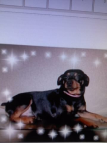 미니핀 (남) - 전국에 8살 해피를 찾습니다. ( 사례금 200만원 )