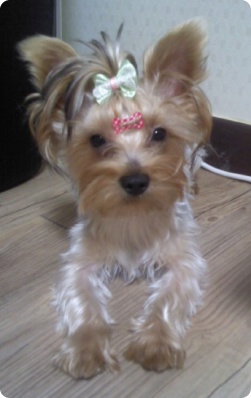 우리 아가를 찾습니다